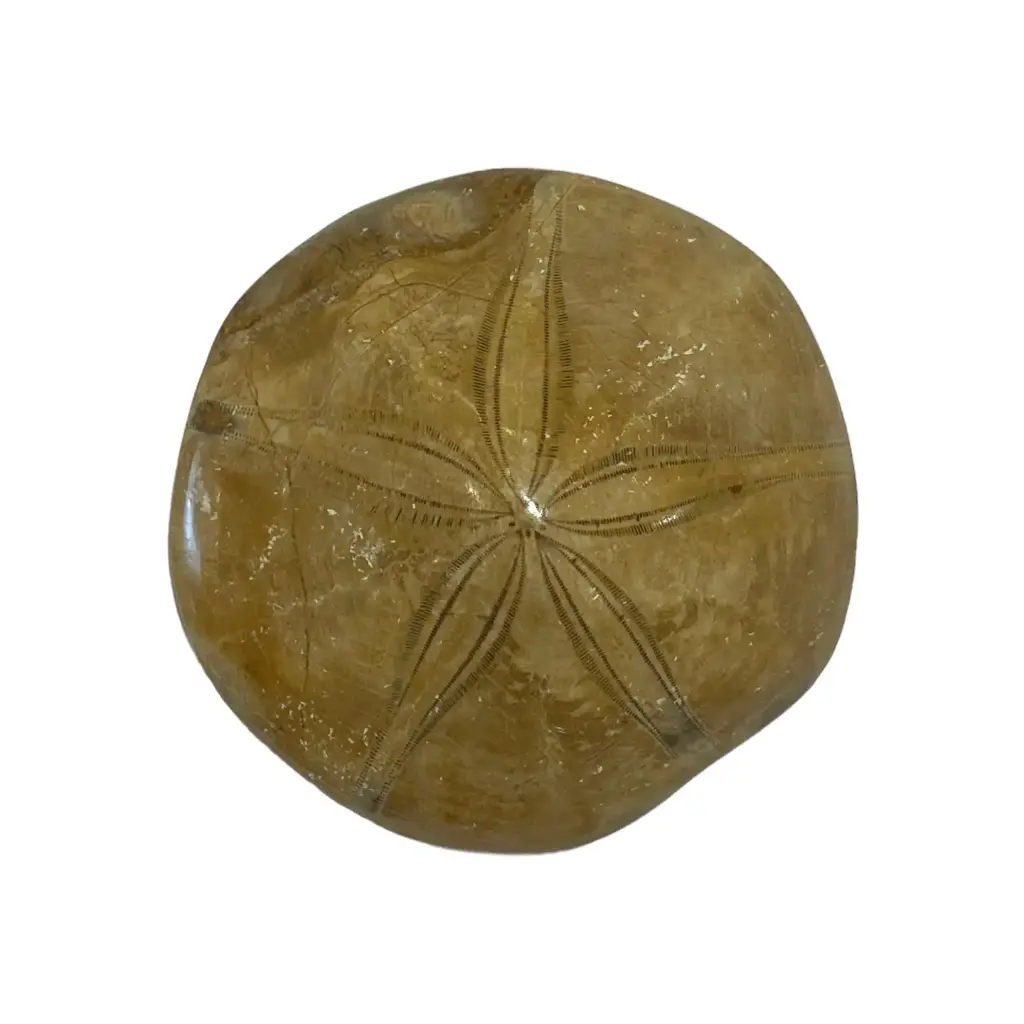 Oursin fossilisé "Étoile du Temps"