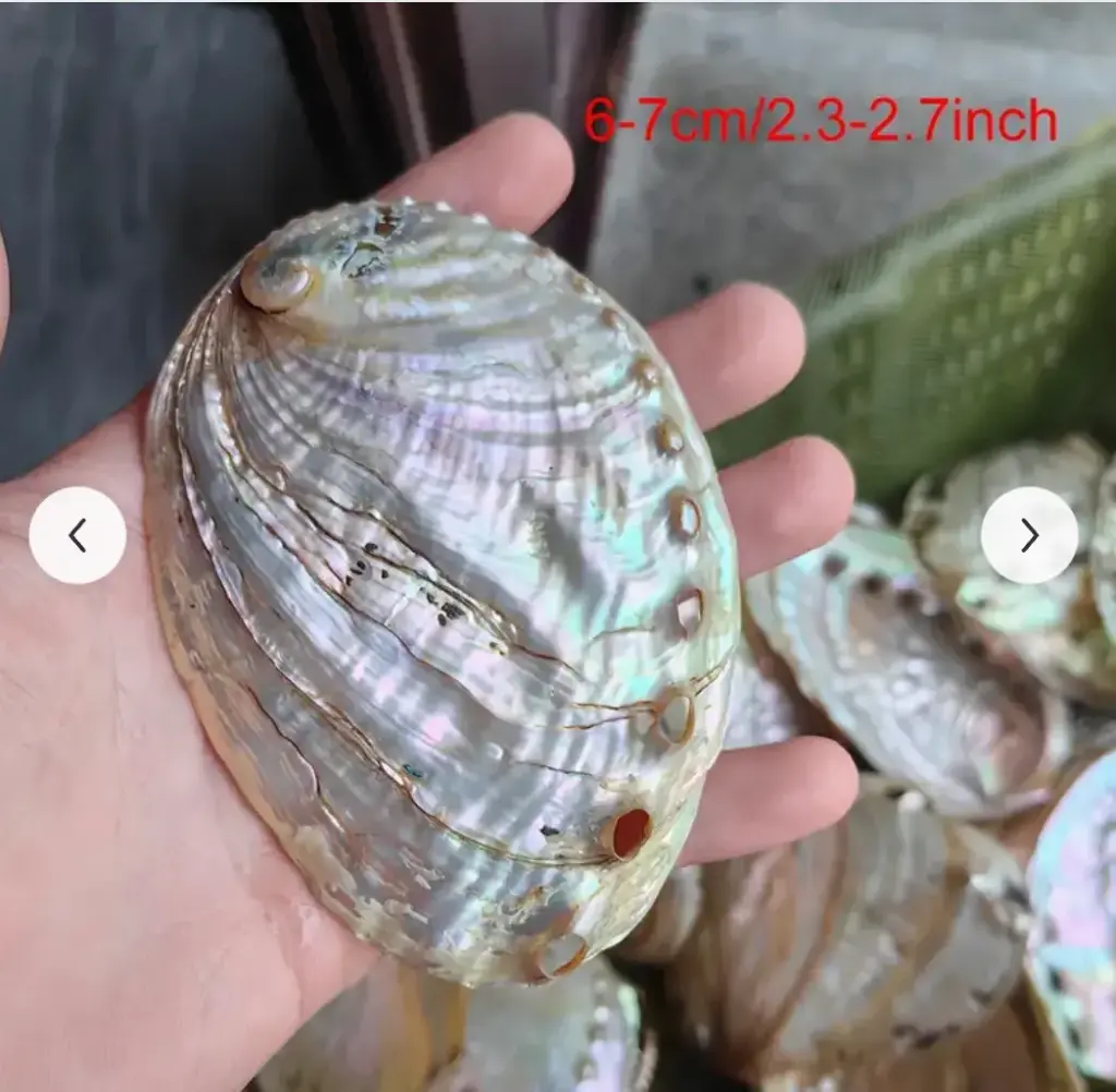  Coquille d'Ormeau d'Abalone