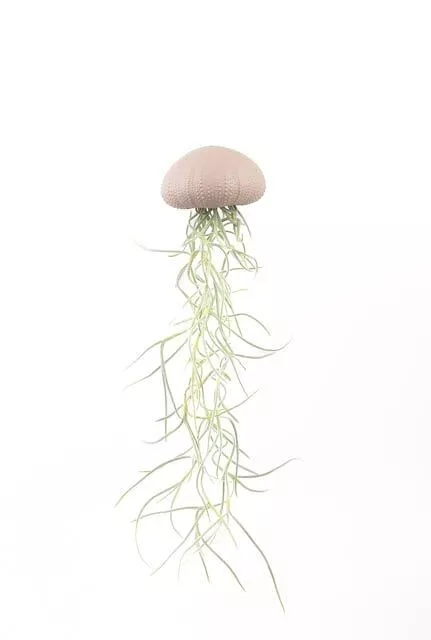 Méduse végétale rose M