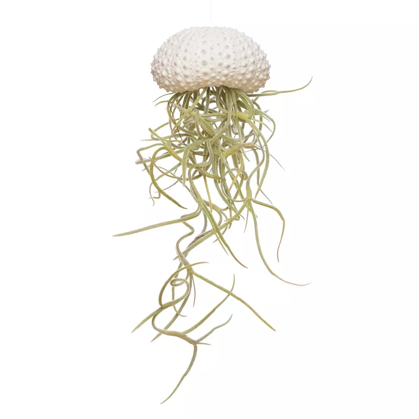 Méduse Végétale blanche S