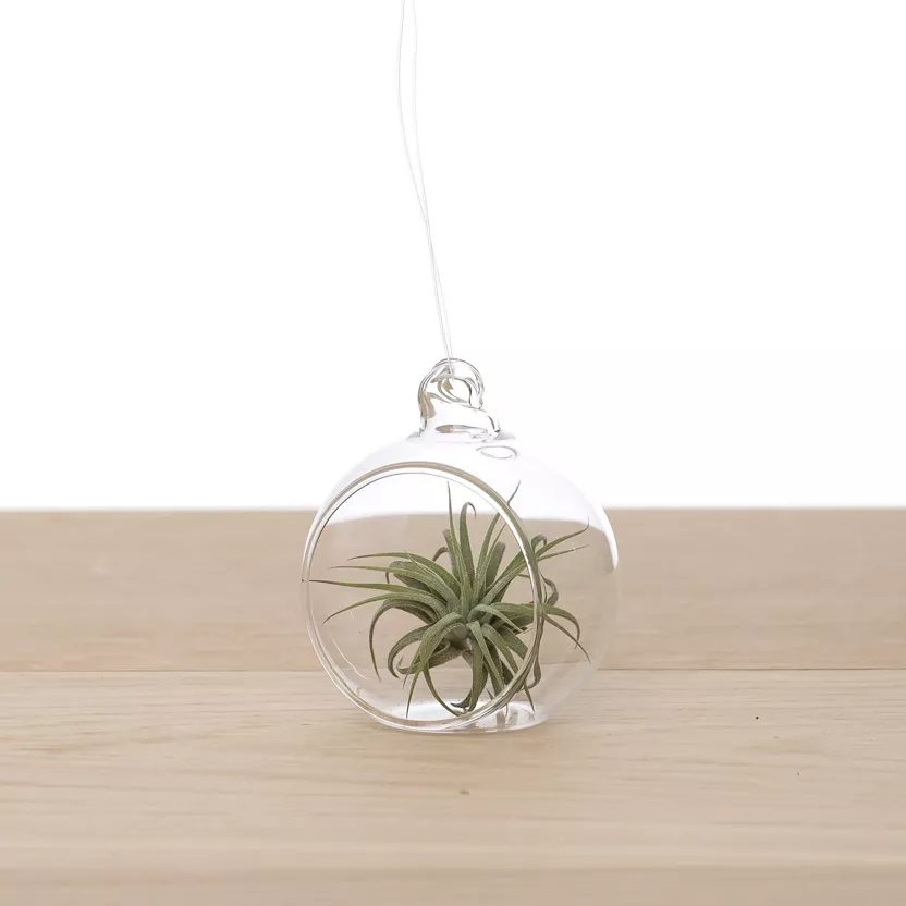 Sphère en verre avec Tillandsia – plante aérienne suspendue 6 cm
