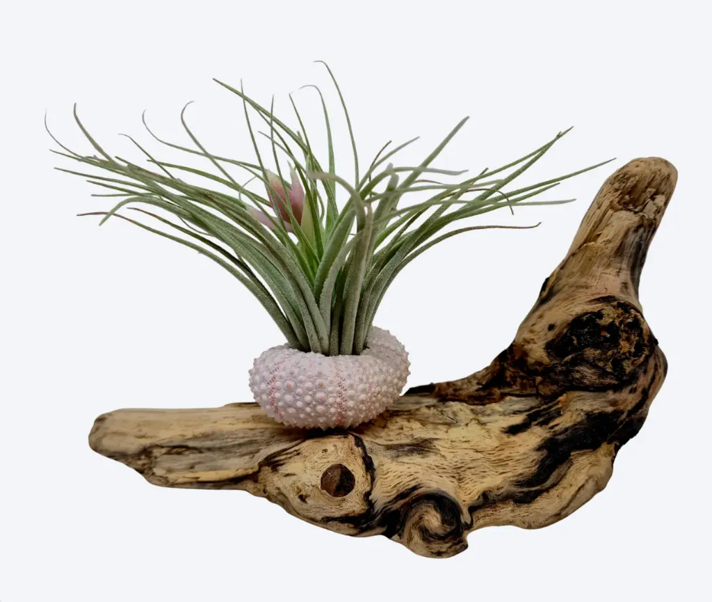 Compo Fille de l’air – Ancrage marin