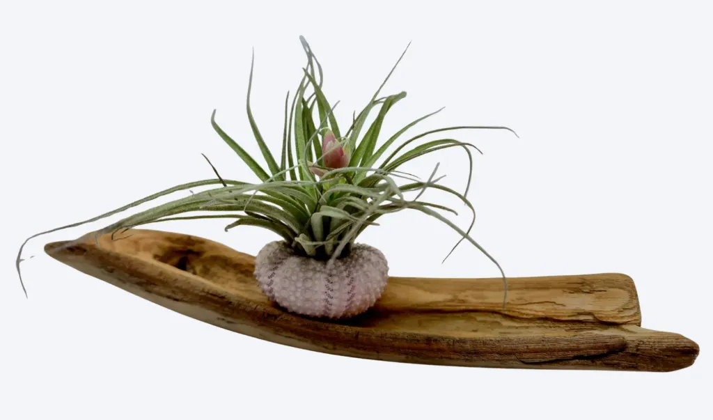 Compo Fille de l’air – Ligne d’écume