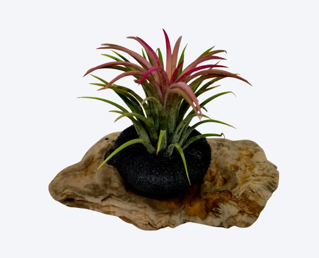 Compo Fille de l’air – Cœur volcanique