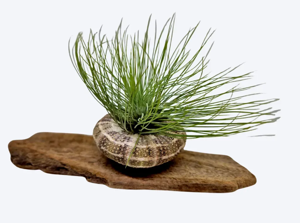 Compo Fille de l’Air – Souffle Sauvage