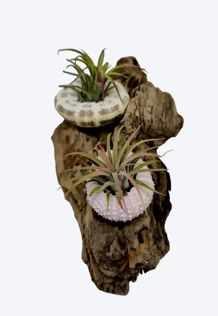 Compo Fille de l’Air – Totem Marin