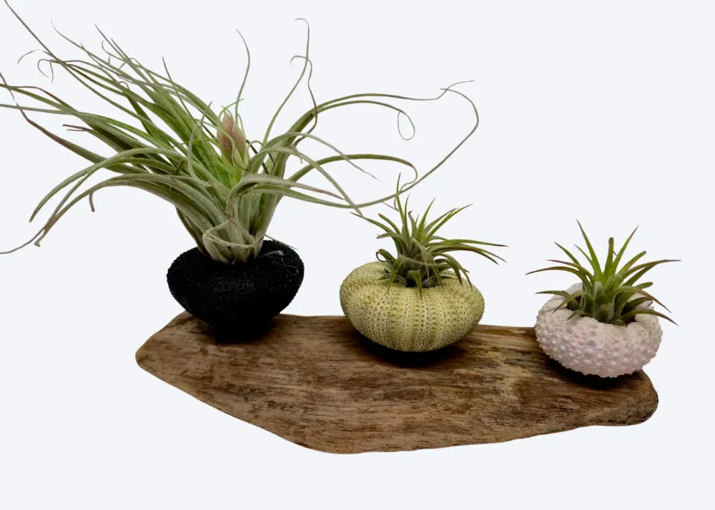 Compo Filles de l’Air – Trinité Marine