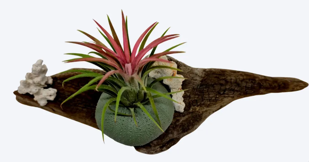 Compo Fille de l’Air – Souffle Corallien