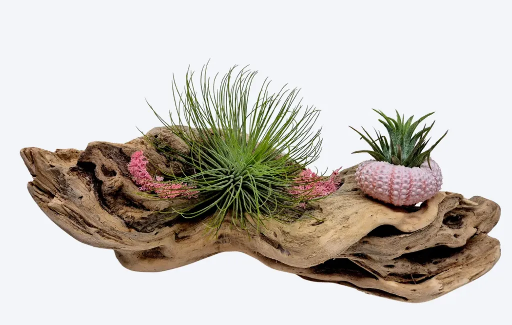 Compo Fille de l’Air – Équilibre Sauvage