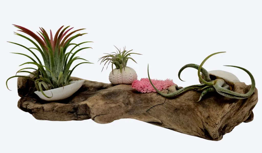 Compo Fille de l’Air – Rituel des Marées