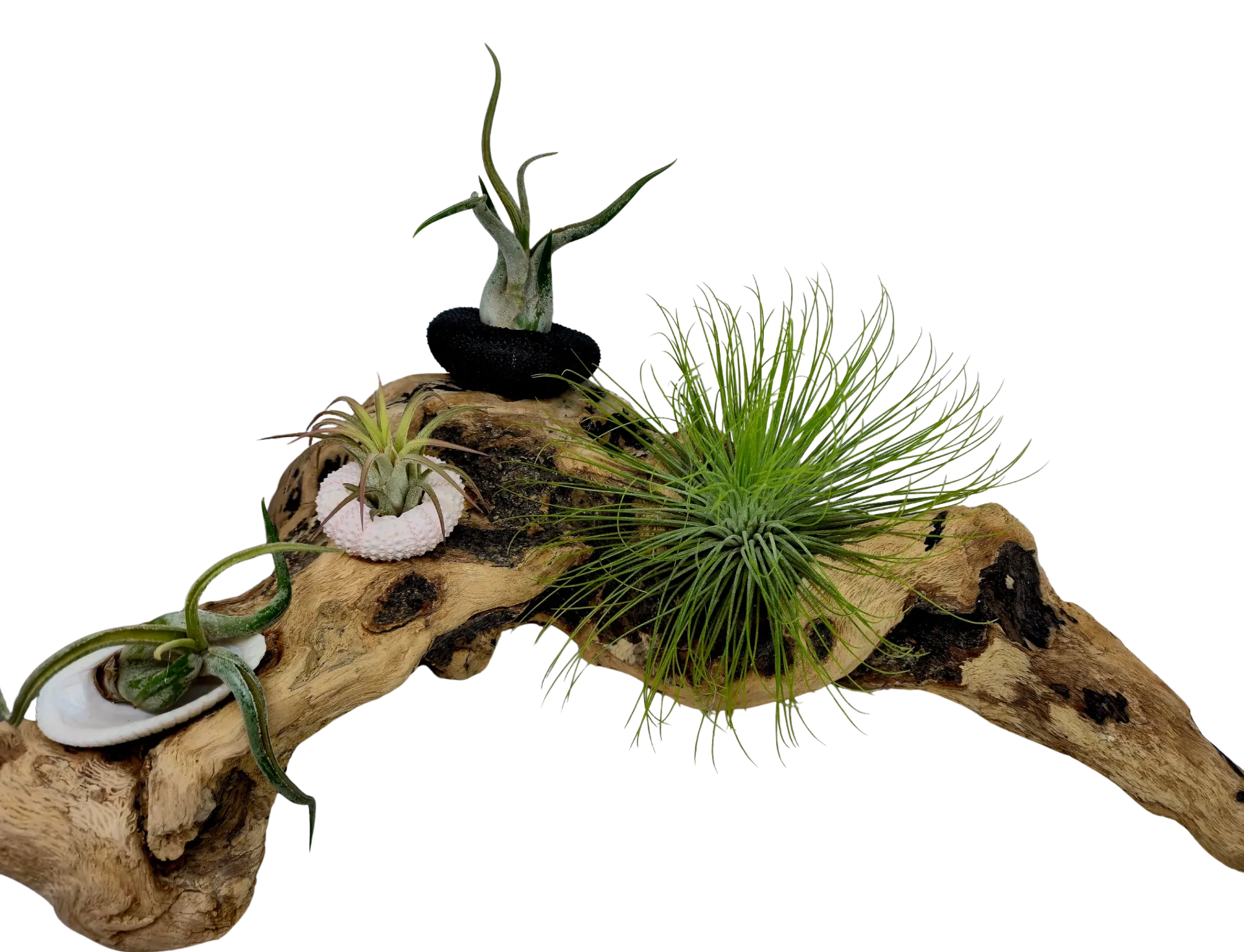 Compo Fille de l’Air – Arche des Souffles