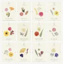 Herbier Astro – Fleurs séchées sous verre – Folium